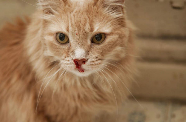 При нарушении работы сосудов или их повреждении у кошки из носа может пойти кровь