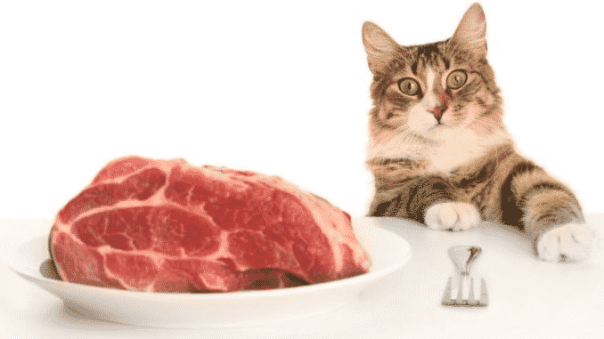 При натуральном питании осуществлять контроль калорий, потребляемых котом, значительно сложней