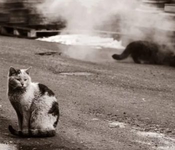 При отлове бездомных кошек нужна осторожность