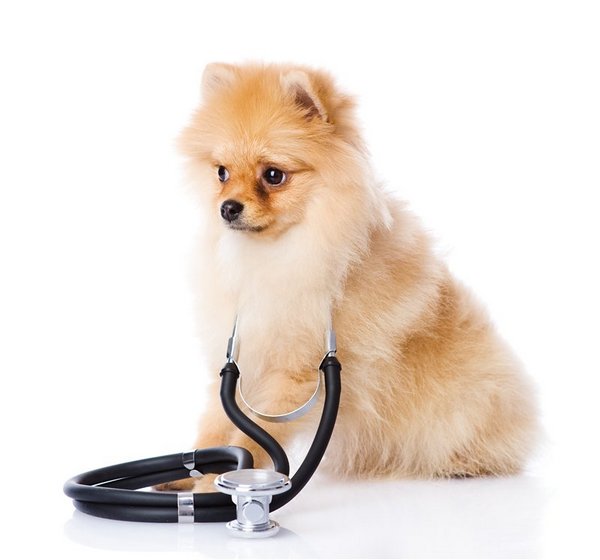 При первых симптомах несварения или пищевой аллергии у шпица необходимо обратиться к ветеринару