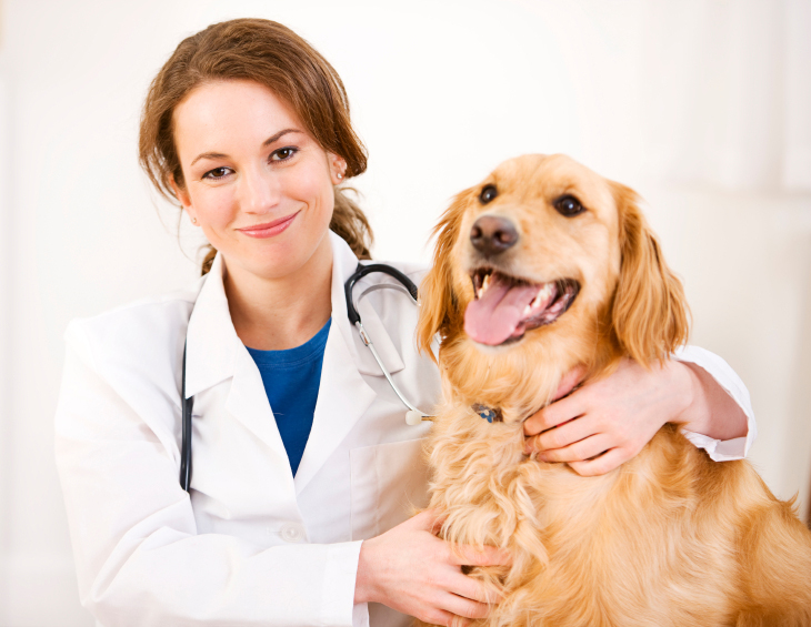 При подозрении на нездоровье собаки обратитесь к ветеринару