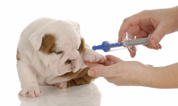 Прививки позволяют организму собаки выработать сопротивление к определенному вирусу