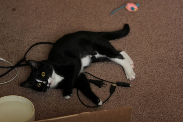Приготовьтесь к тому, что коты очень упорны и способны дотягиваться до кабеля самыми невозможным способами