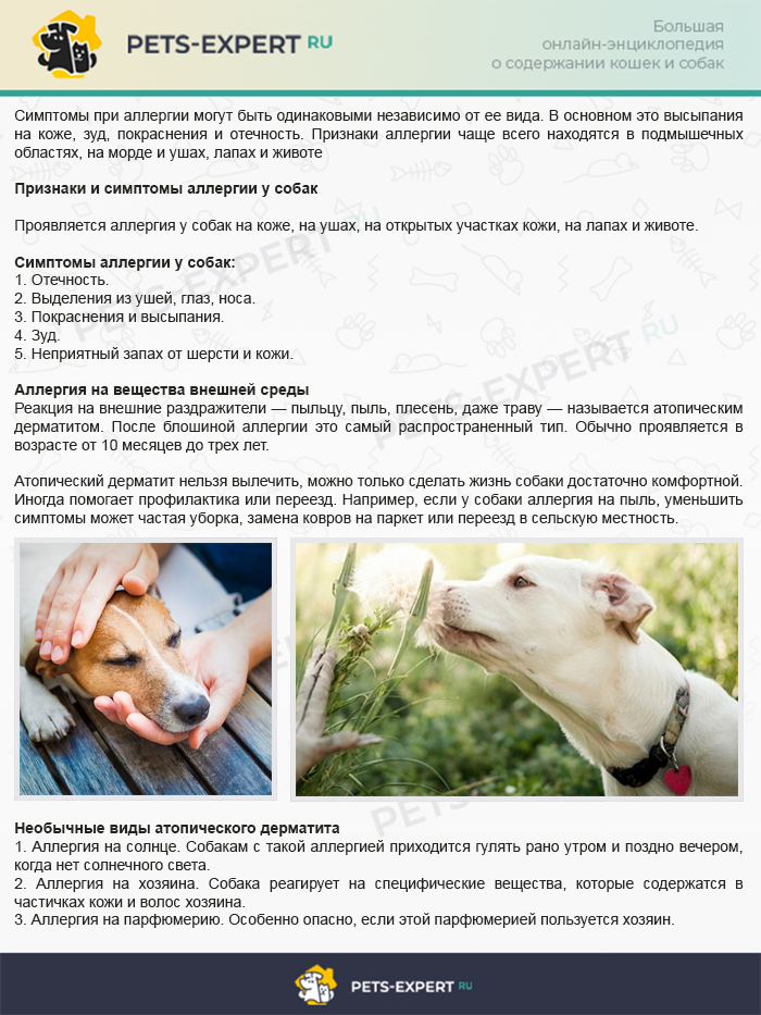 Признаки и симптомы аллергии у собак