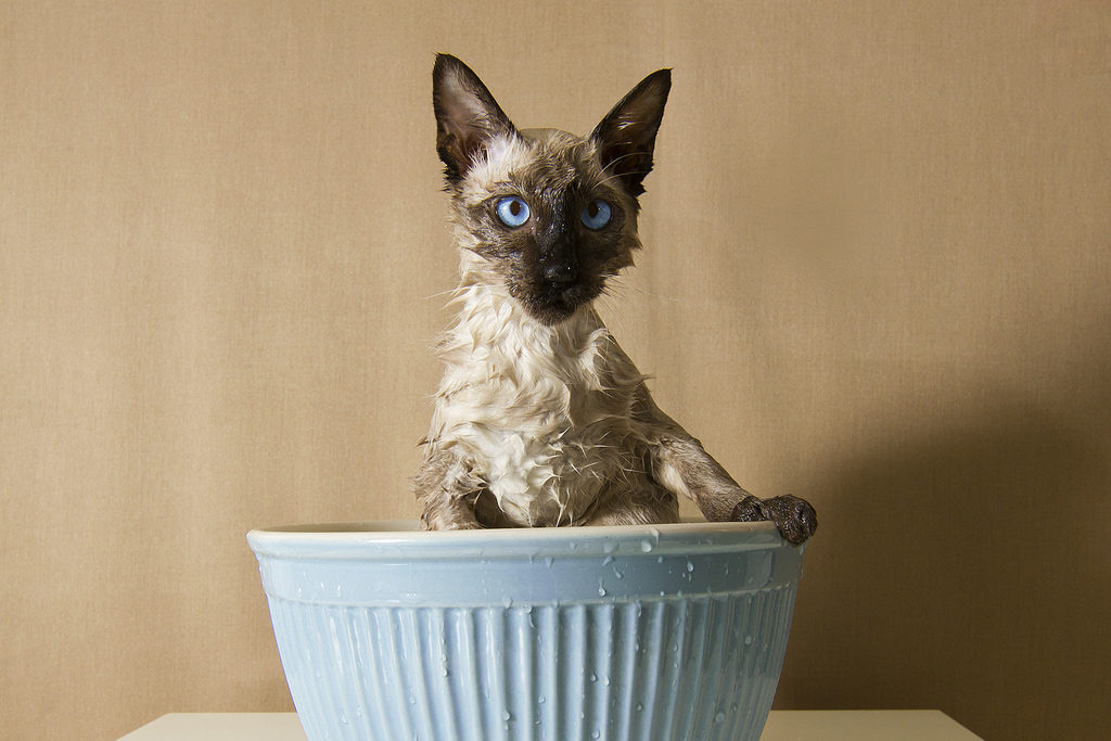 Приступая к купанию сиамской кошки приготовьтесь к бурным возражениям