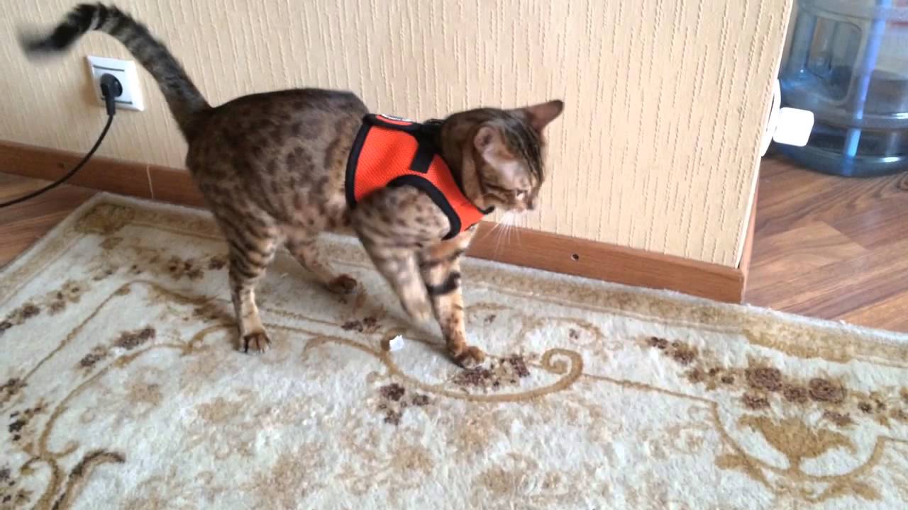 Приучение кошки к шлейке дома