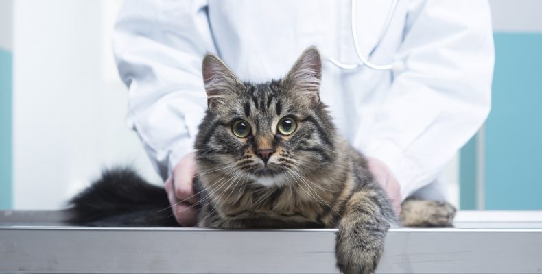 Раз в год для профилактики кота необходимо показывать ветеринару