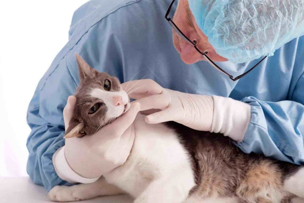 Раз в год кота необходимо показывать ветеринару для профилактики