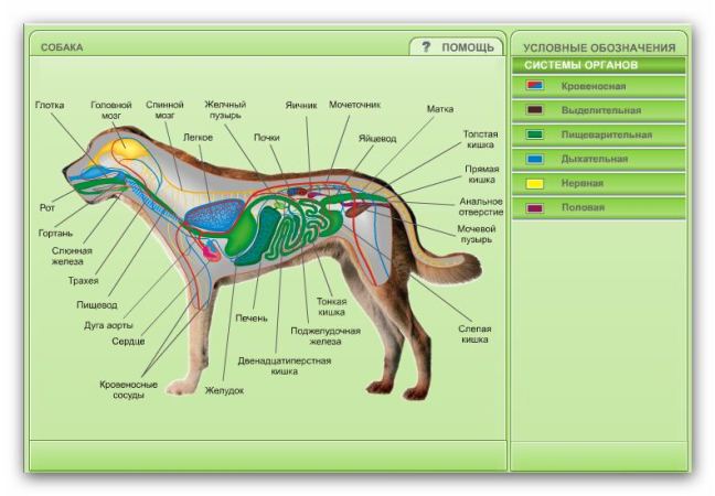 Расположение органов у собаки