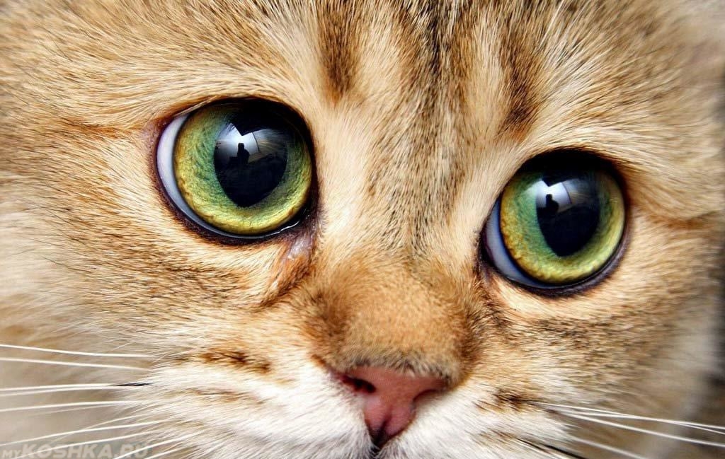 Расширенные зрачки у кошки - один из признаков изменения температуры у животного