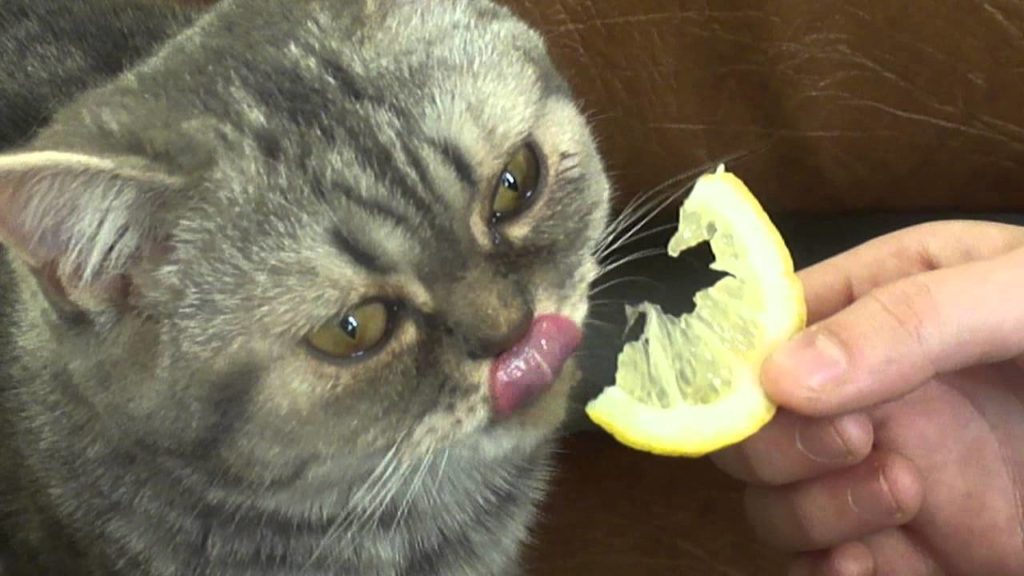 Реакция на запахи индивидуальна - некоторые коты не брезгуют пробовать даже лимоны