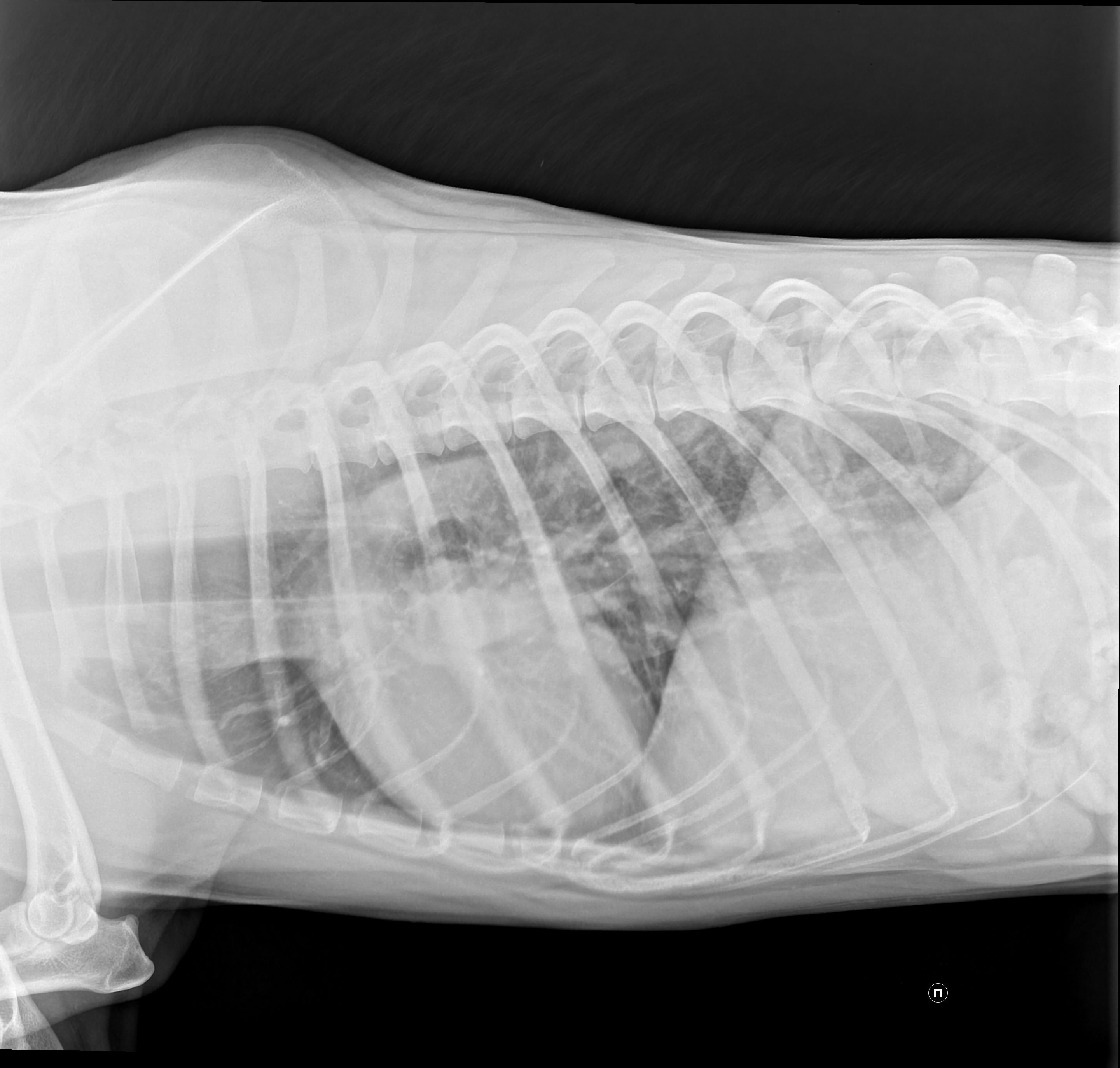 Рентген легких на определение пневмонии у собаки