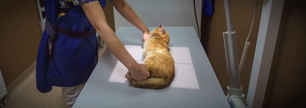 Рентгенография позволит уточнить состояние внутренних органов кота