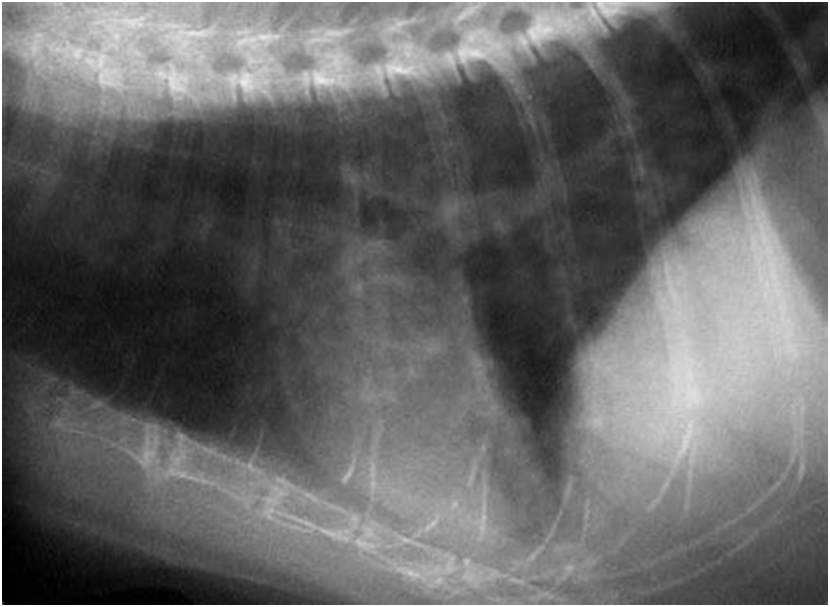 Рентгенография покажет наличие патологии при заболевании верхних дыхательных путей