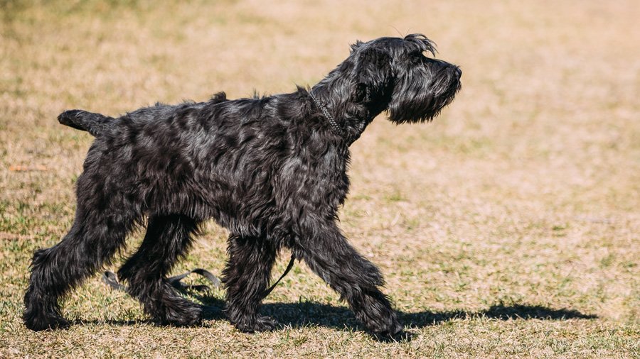 Ризеншнауцер – одна из немногих крупных пород собак, относящихся к гипоаллергенным
