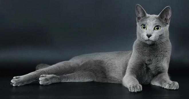 Русская голубая кошка востребована не только в России, но и за рубежом