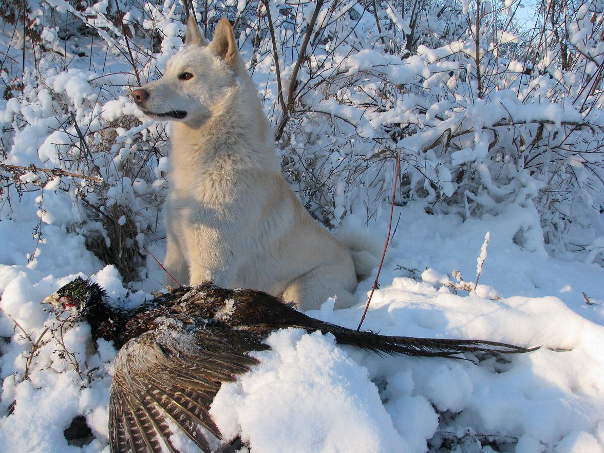 Самая популярная охотничья собака в России - западносибирская лайка на охоте