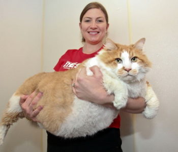 Самый толстый кот в мире