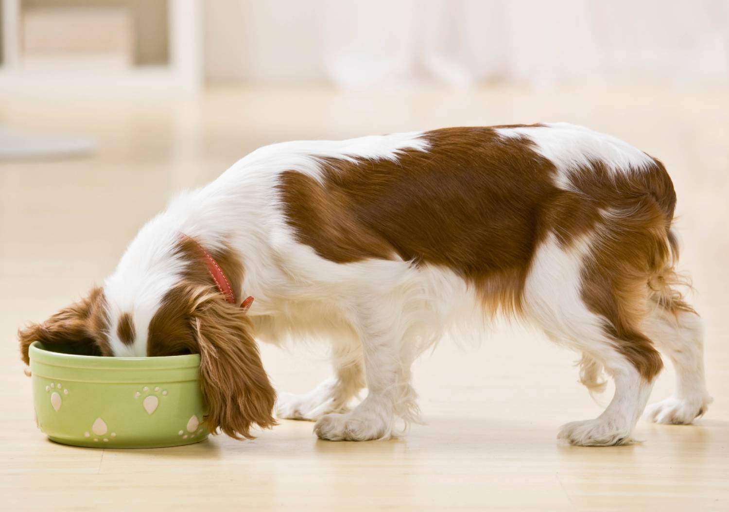 Сбалансированное кормление собак - залог здоровой и долгой жизни питомца