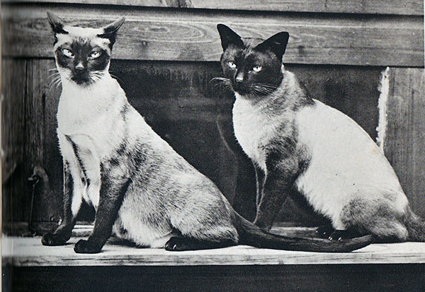 Свое название сиамские кошки получили благодаря городу Сиам, в котором и зародилась порода