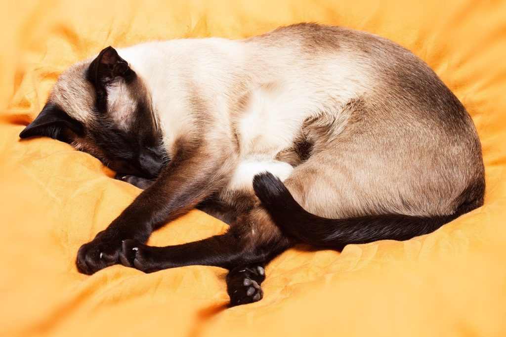 Сиамские коты часто предпочитают места, соединяющие в себе качества лежанки и смотровой площадки