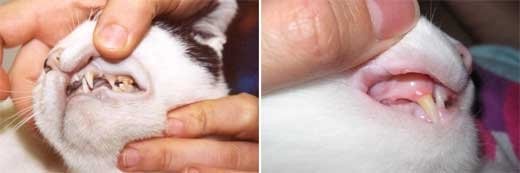 Слизистая оболочка у кошки при анемии