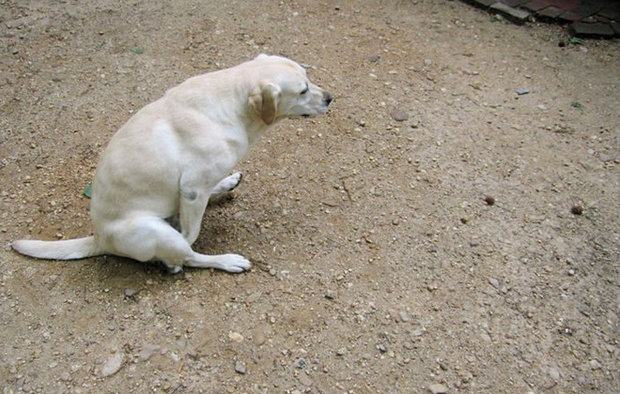 Собака может ездить на попе из-за раздраженной слизистой оболочки в кишечнике
