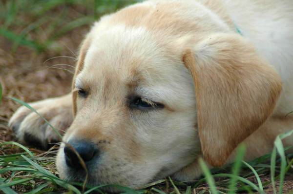 Собака может кушать траву из-за желудочных расстройств