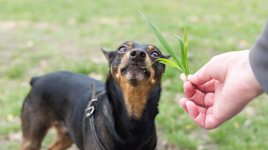 Собака может просто играть с травой