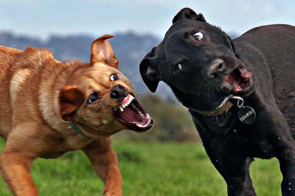 Собака может проявлять агрессию из-за недостатка социализации