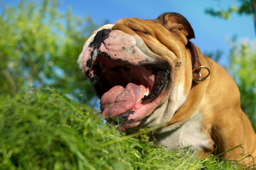 Собака может употреблять траву из-за наличия глистов в ее организме