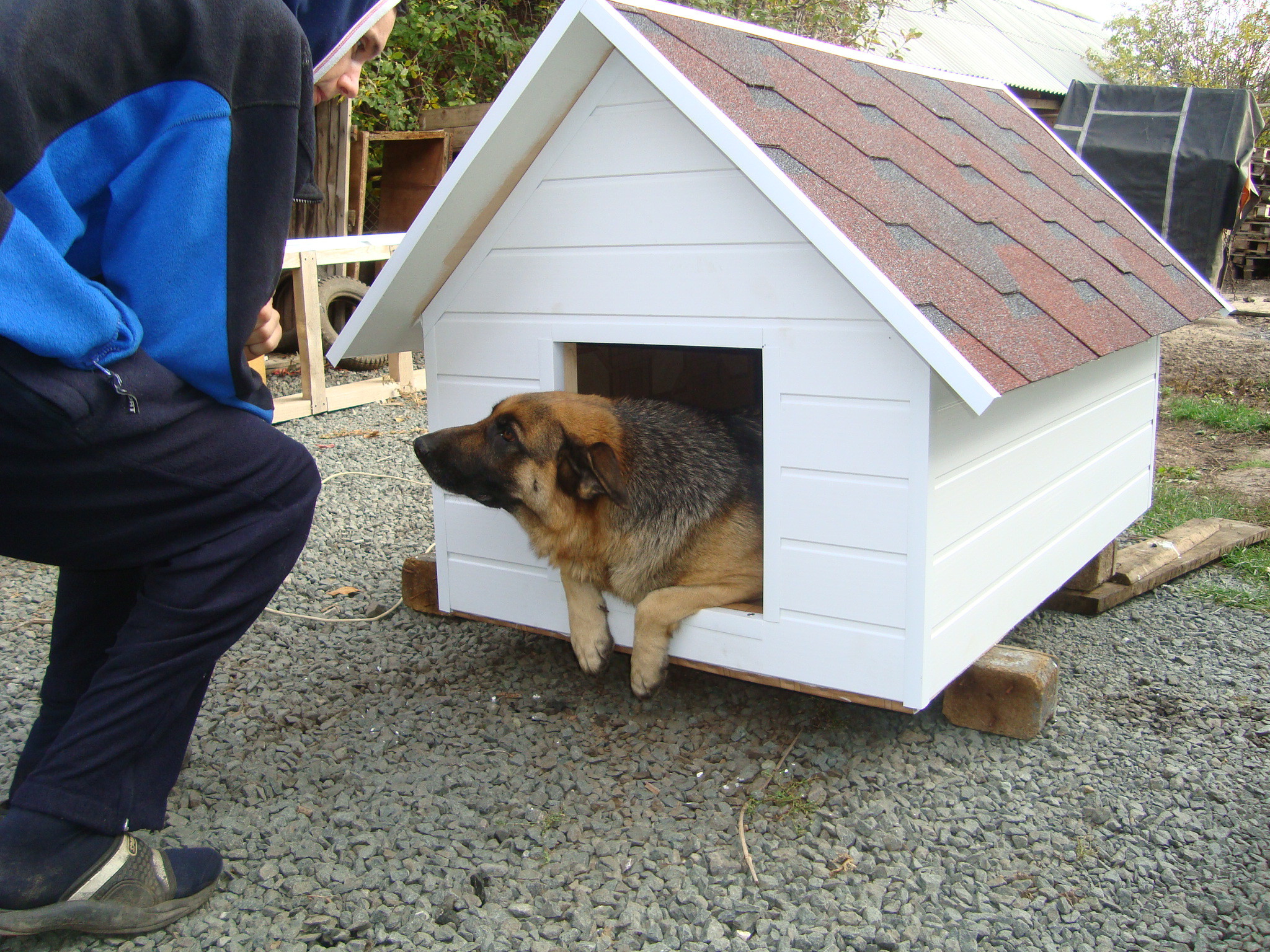 Собака общается с хозяином во время приучения к будке