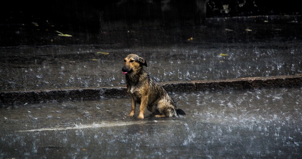 Собака под дождём