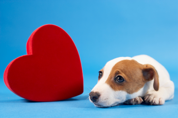 Собаки с проблемами сердца могут жить долго