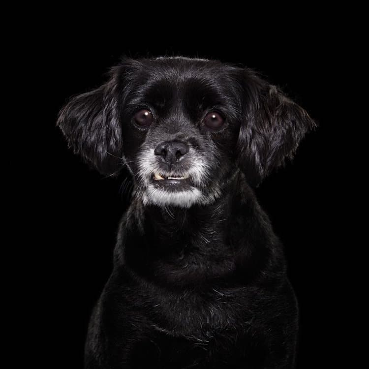 Собаки с черным окрасом шерсти жаждут доминировать и нуждаются в жесткой дрессировке