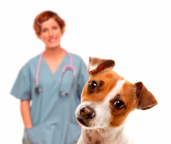 Собаки, склонные к экземе, должны чаще проходить плановые осмотры у ветеринара