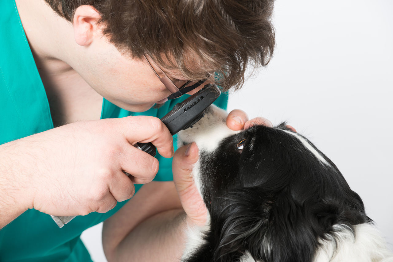 Собаку необходимо ежегодно отводить на прием к офтальмологу