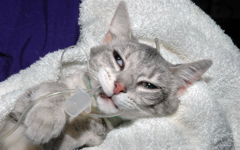 Спасти кота при обезвоживании на последний стадии может только ветеринарный врач