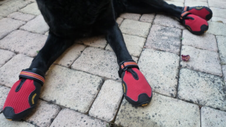 Специальные ботинки для собак