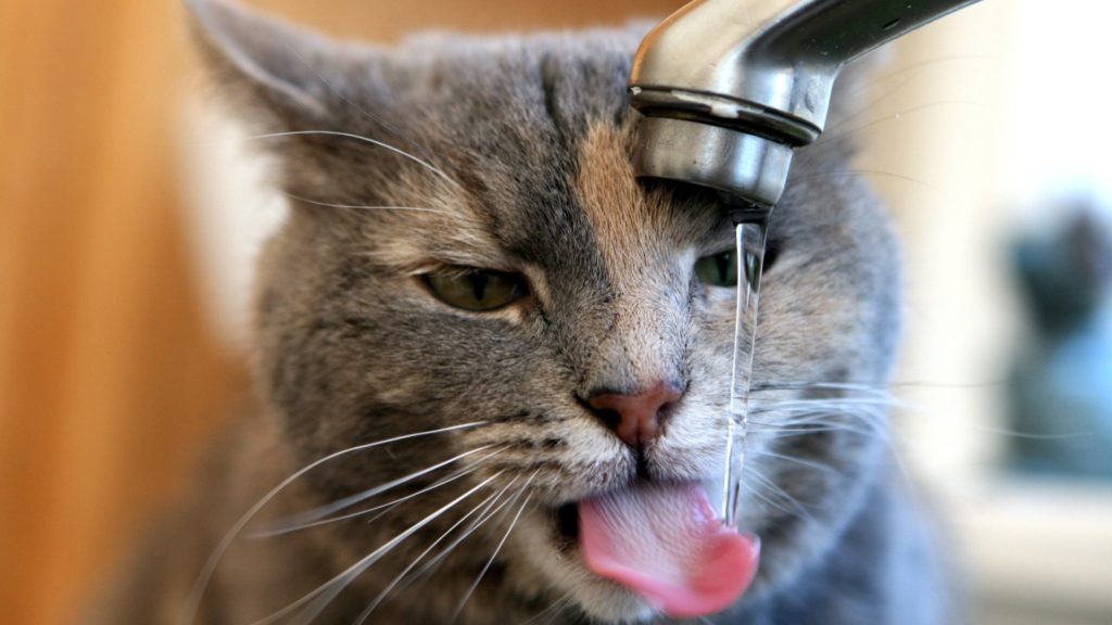 Способность котов долгое время обходится без влаги не означает, что пустую миску с водой можно игнорировать