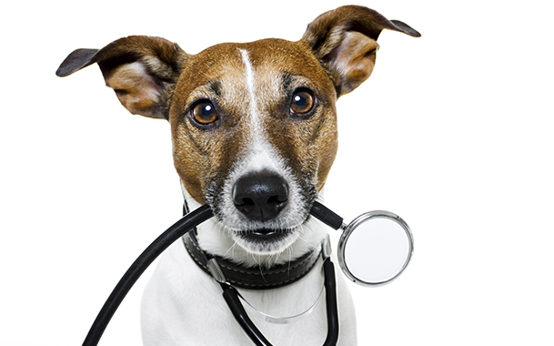 Стабилизировать работу гормонов собаки может только ветеринарный врач