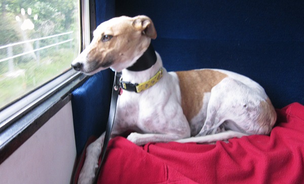 Стоимость провоза собаки в поездах дальнего следования зависит от пройденного расстояния