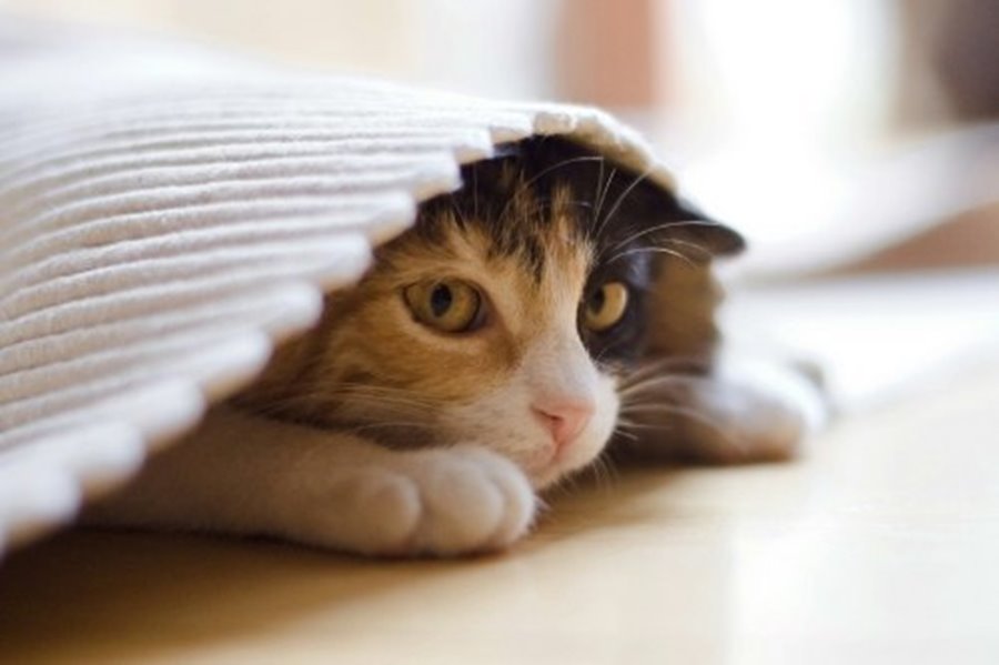 Стресс побуждает кота держаться поближе к месту со своим запахом