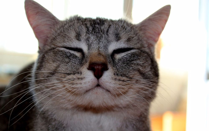 Строение кошачьего черепа не позволяет коту улыбаться, поскольку это физиологически не предусмотрено