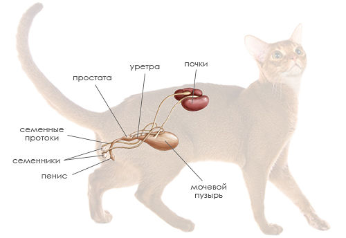 Строение мочеполовой системы кота