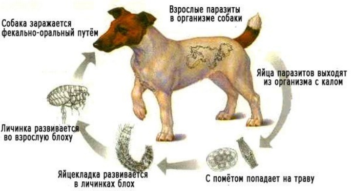 Схема попадания паразитов в организм собаки