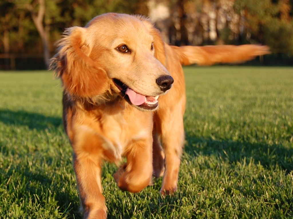 Так как полное излечение от экземы невозможно, важно постоянно поддерживать иммунитет собаки