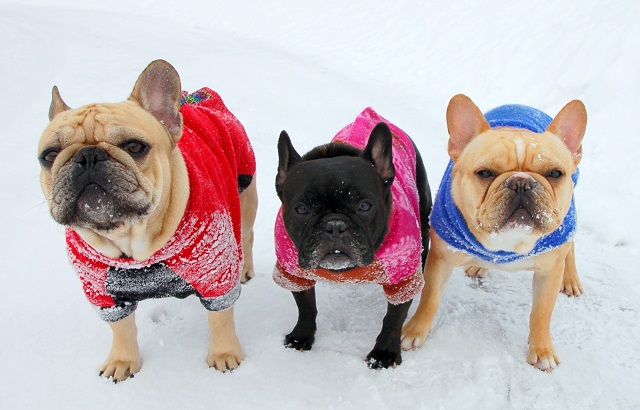 Теплые комбинезоны спасут собаку от переохлаждения в холодное время года