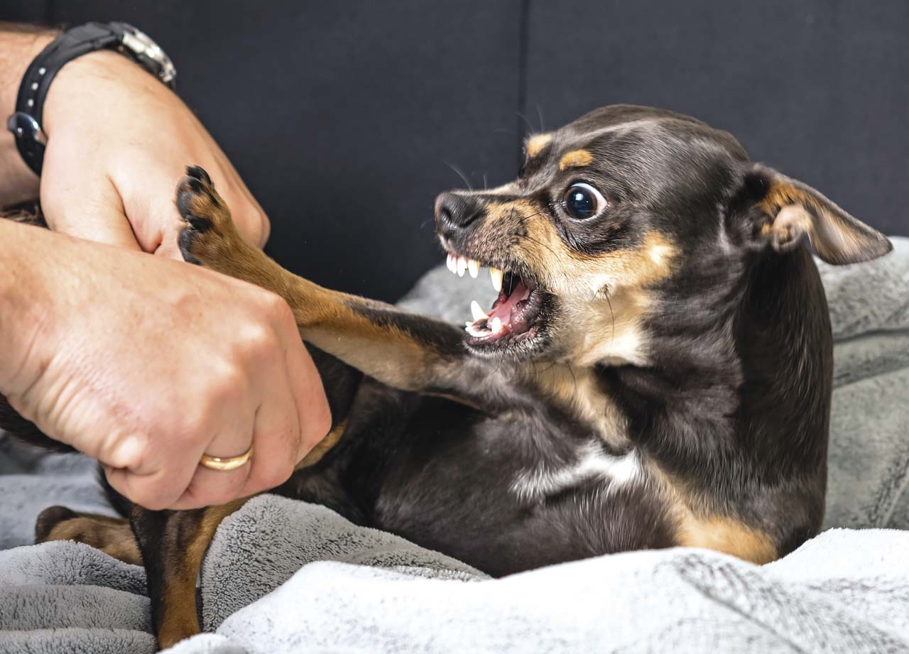 Тисканье собаки может вызвать у нее недовольство и агрессию