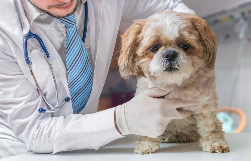 Только ветеринар способен точно определить причину и назначить верное лечение